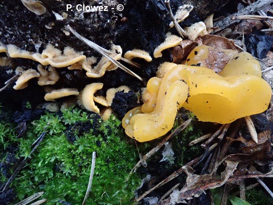 Naematelia aurantia (Tremella aurantia)